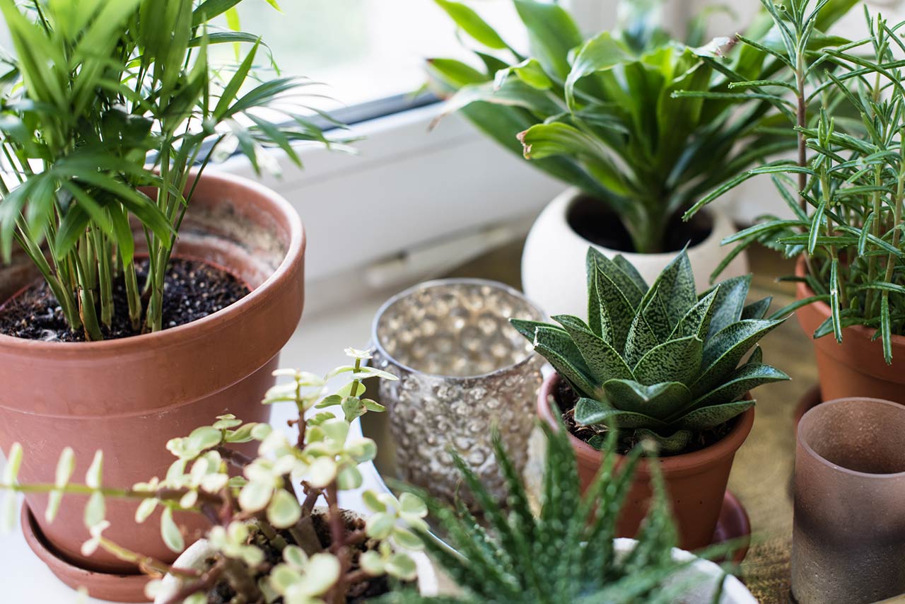 Houseplants on windowsill in real room interior close-up